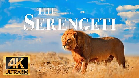 серенгети дикая природа 4k - Замечательный фильм о дикой природе с успокаивающей музыкой