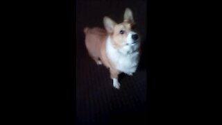 My daily exercise corgi style