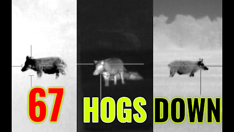 67 hogs + 2 coyotes DOWN | Thermal Vision Wild Hog Hunting in Texas