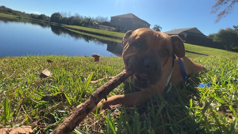 Dog chews stick by the lake