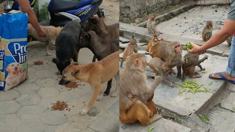 feeding green soybeans to the hungry monkey || feeding hungry street dogs || monkey love soybeans