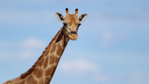 An Amazing Giraffe Up and Personal!