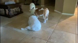 Three way tug-of-war￼