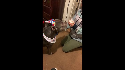Happy doggy successfully blows out birthday candle