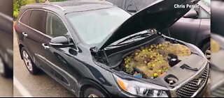 Squirrel hides nuts in car