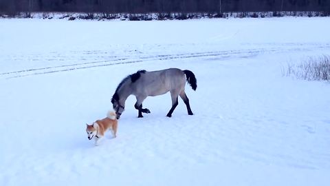 Dog and horse are unlikely best friends