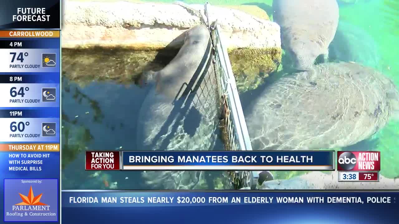 Bringing manatees back to health