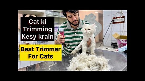 Ghar par cat kesy trim krain ? how to trim your cat’s hair | Best trimmer for Cat | Cat’s hair Fall