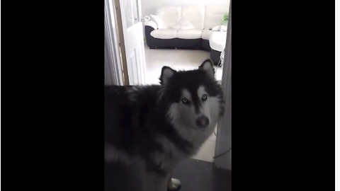 Dog opens door after howling temper tantrum