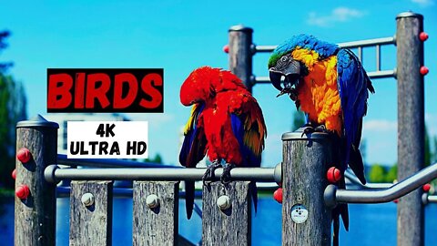 8K Breathtaking Colorful Birds of the Rainforest - 1HR Wildlife Nature Film + Jungle Sounds 2022