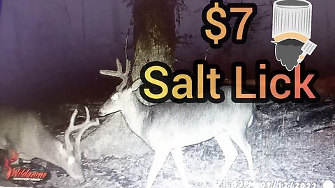 The Best Budget Salt Lick for Deer