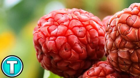 Top 10 Fruits You've Never Heard Of Part 5