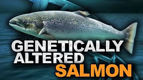 THIS IS NOT THE COLOR OF FARM RAISE SALMON: FED PELLETS MADE OUT OF FISH OIL & SMALLER FISH, GROUND-UP CHICKEN FEATHERS, POULTRY LITTER (YES THAT’S POOP) GENETICALLY MODIFIED YEAST, SOYBEANS & CHICKEN FAT.🕎Ezekiel 4;10-16 “DEFILED BREAD”