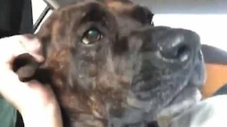 Dog reacts to ear being tickled with odd noises