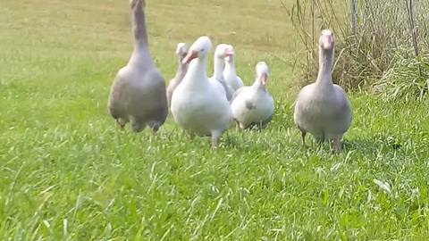 Woman Has Full Blown Conversation With A Herd Of Talkative Geese