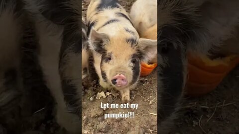 🐷 runt just wants to eat her pumpkin 🎃 #kunekune #pigs #farmlife