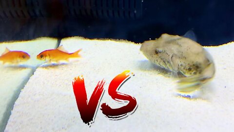 Pufferfish vs Eats Goldfish Epic Battle,