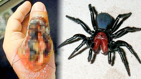 THE MOST DANGEROUS SPIDERS In The World