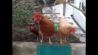 Rescue Chicks hanging out