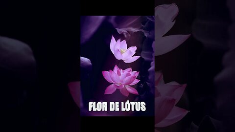 Poema "Flor de Lótus" [Rabindranath Tagore]