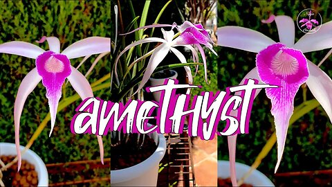 Brassocattleya Amethyst CARE | Inorganic & Organic Media | Bloom Duration & Fragrance #ninjaorchids