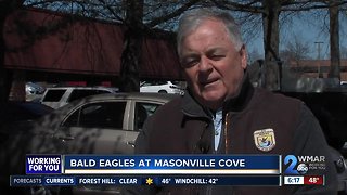 Bald eagles nesting at Masonville Cove