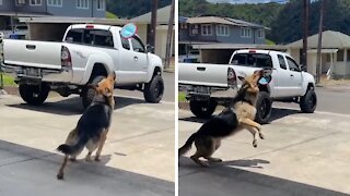 German Shepherd Shows Off Phenomenal Catching Skills