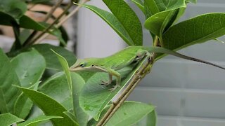 Lizard in my yard