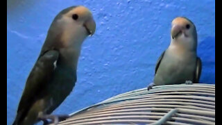 IECV PBV #04 | 👀 Play Time With The Girls 🐥🐥12-11-2013