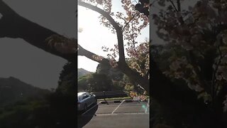 Accidental Drone Tree Trimming Service