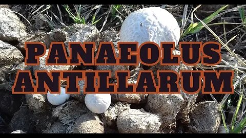 Panaeolus Antillarum