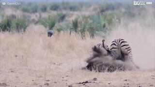 Le Parc National Kruger est le théâtre d'un combat épique de zèbres