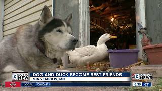 Dog and duck are best friends