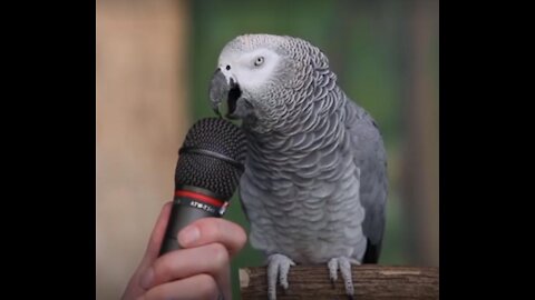 Parrot mimics the baby's crying voice