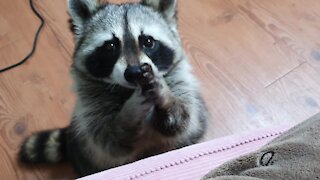 Pet raccoon learns how to adorably beg for treats