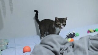 Cat Plays in Bed
