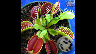 Venus Fly Trap for Sale