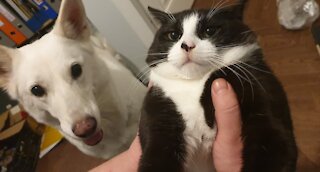 Awesome Friendship Between Cat And Dog