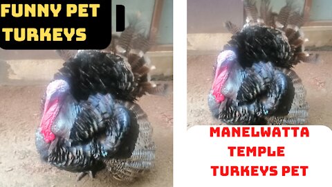 funny pet turkeys|funny animals|wild turkeys|#turkey|susan bro| #shorts