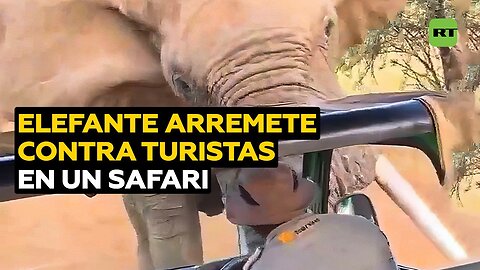 Elefante intenta volcar un autobús turístico de safari