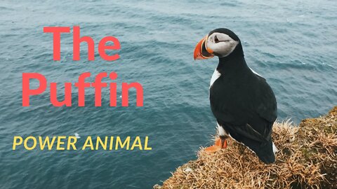 The Puffin Power Animal