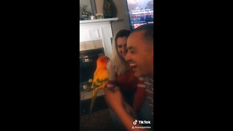 Sun conure marv attacking on call