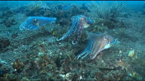 Slagsmål mellan sepialiknande bläckfiskar!