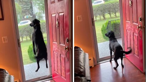 Dog literally hops for joy when owner's dad comes to visit