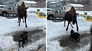 Brave dog chases gigantic moose off yard in Alaska