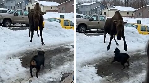 Brave dog chases gigantic moose off yard in Alaska