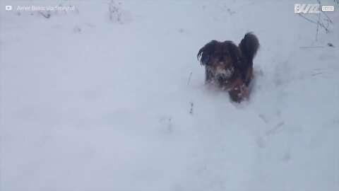 Cane tenta di prendere le palle di neve al volo...
