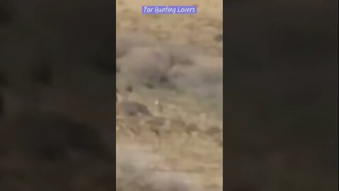 Fastest Greyhounds Vs high speed Hare | Los galgos más rápidos contra el conejo de alta velocidad