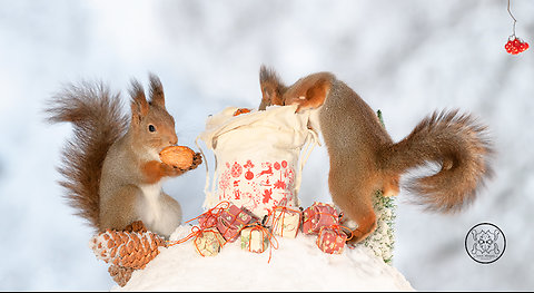 50 squirrel christmas photos and footage of Geert Weggen