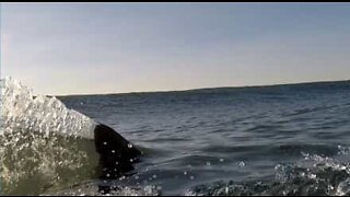 White shark swims dangerously close to surfer in California